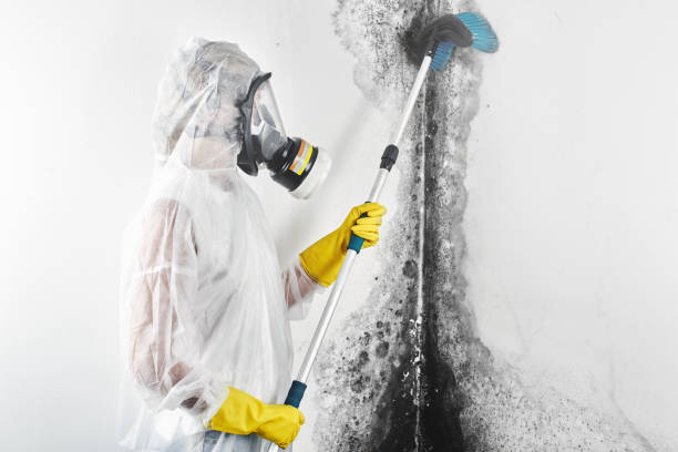 Best Biohazard Mold Removal  in Calhoun City, MS