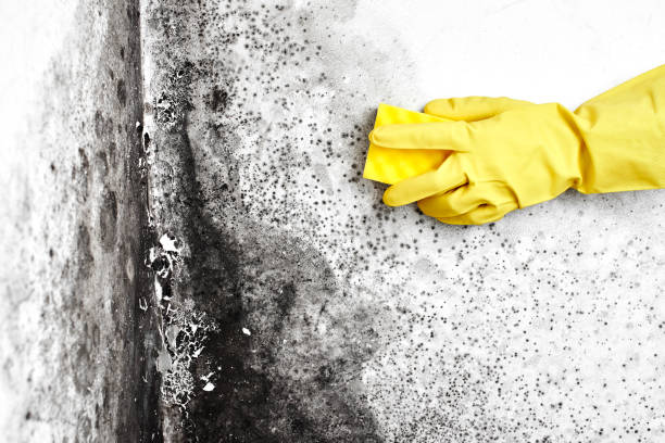 Environmental Consulting for Mold Prevention in Calhoun City, MS