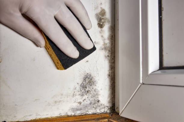 Best Asbestos and Lead Testing During Mold Inspection  in Calhoun City, MS
